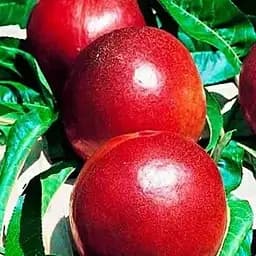 Саджанець Agro-Market Нектарин Ванг-3 (лисий персик, літній сорт, середній термін дозрівання) (35799) 1 шт. в упаковці