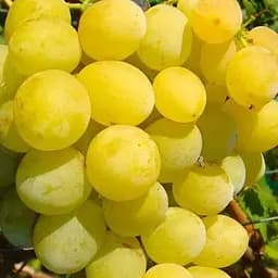 Саджанець Agro-Market Виноград Ванюша (ранньо-середній термін дозрівання, грона дуже великі до 1,5 кг) 1 шт. в пакуванні (25522)