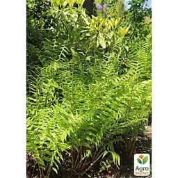 Щитник мужской многолетний папоротник, корневище 1 саженец (184695)