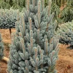 Ялина щеплена Agro-Market 2-х річна блакитна колюча Iseli Fastigiate С2 висота 20-25 см 187440 1 саджанець в упаковці