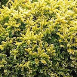 Тис ягідний "Elegantissima" С2 висота 15-25 см (188050) 1 саджанець