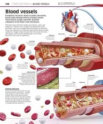 Knowledge Encyclopedia Human Body! - мініатюра 4