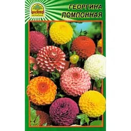 Насіння Жоржина помпонна 15 шт. (Насіння країни)