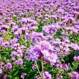 Фацелія "Медонос" (Зипер) ТМ "Весна" 8г (15705)