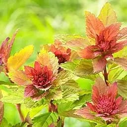 Саджанець Agro-Market Спірея Японська 2-х річна Sparkling Champagne висота 20-40см (93225)