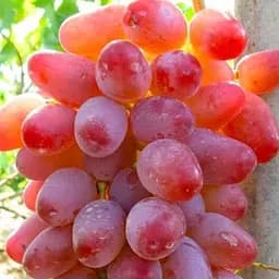 Саженец Agro-Market Виноград Водограй 1 шт. в упаковке (20079)