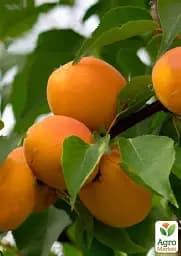 Саджанець Agro-Market Абрикос Сюрприз (літній сорт, середній термін дозрівання) 1 шт. в упаковці (178188) - мініатюра 2