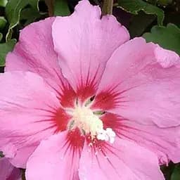 Саджанець Agro-Market Гібіскус сирійський рожевий Магія краси (Magic of beauty) (44206)