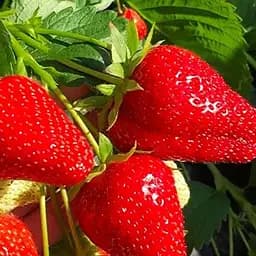 Саженец Agro-Market Клубника Мурано (Murano) (вкуснейший с цитрусовой ноткой, ремонтантный, крупноплодный сорт) 5 шт. в упаковке (122764)