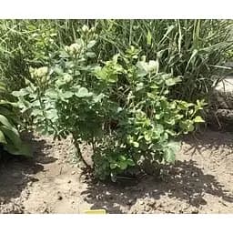Троянда дрібноквіткова (спрей) Agro-Market ніжно-кремовий Наречена Bride саджанець класу АА+ преміальна рясно квітуча 1 шт. в упаковці (45967) - мініатюра 4
