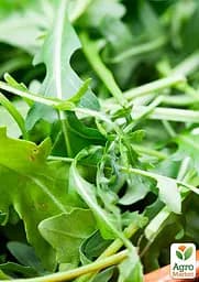 Насіння Agro-Market Салат Рукола на вагу ціна за 10 г (13359) - мініатюра 2