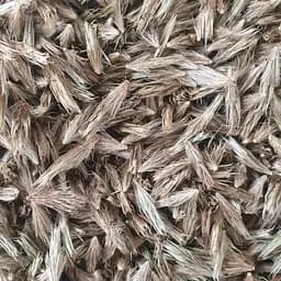 100 г мордовник семена - свежий урожай