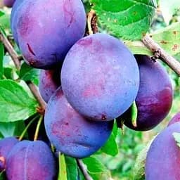 Саджанець Agro-Market Слива Каліпсо (43988) 1 шт. в упаковці