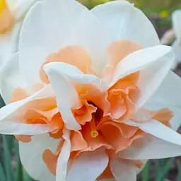 Саженец Agro-Market Нарцисс Delnashaugh 2 шт.