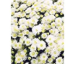 Саджанець Agro-Market Хризантема мультифлора куляста Jasoda White (101629) 1 шт. в упаковці