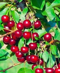 Саджанець Agro-Market Вишня Альфа (літній сорт, пізній термін дозрівання) 1 шт. в упаковці (178386)