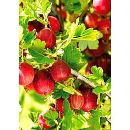 Саджанець Agro-Market Агрус Неслуховський (ранній термін дозрівання) 1 шт. в упаковці (19909)