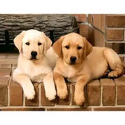 Алмазна мозаїка Чарівний діамант Найкращі друзі Песики зі стразами на підрамнику 20х30 см (2085348740)