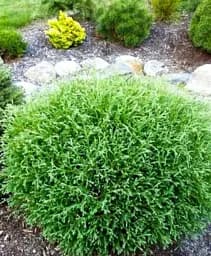 Саджанець Agro-Market Туя західна Mr. Bowling Ball C2 діаметр 20-25 см 1 шт. в упаковці (138763)