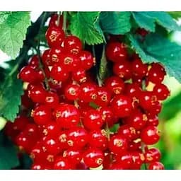 Саджанець Agro-Market Смородина червона Святкова укорінена в контейнері (ранній термін дозрівання) 1 саджанець (152619)