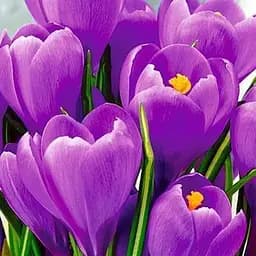 Крокус крупноцветковый "Grand Maitre" 5 шт (17234)