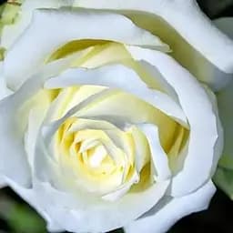 Роза чайно-гибридная Agro-Market Паскали саженец класса АА+ высший сорт 1 шт. в упаковке (52064)