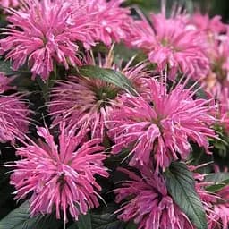 Саджанець Agro-Market Бергамот (Монарда) Pardon My Pink (62338) (Корневище) 1 шт в упаковці