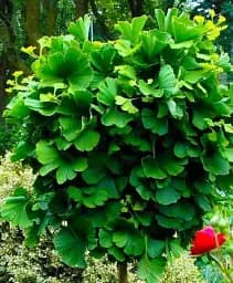 Саджанець Agro-Market Гінкго білоба з насичено-зеленим листям Родовід (Pedigree) (преміальний, багаторічний сорт) 1 шт. в упаковці (48137)