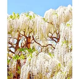 Глициния 3-х летняя японская "Альба" (Wisteria chinensis Longissima Alba) С2 высота саженца 60-100см (185368) 1 саженец Нидерланды