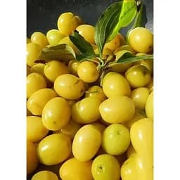 Саджанець Agro-Market Кизил жовтий Бурштиновий (середній термін дозрівання, один з найпривабливіших десертних сортів) 1 шт. в упаковці (35878)