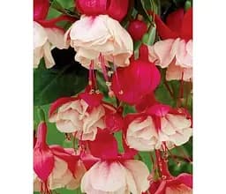 Саджанець Agro-Market Фуксія ампельна Sir Mat Busby (183581) 1 шт. в упаковці