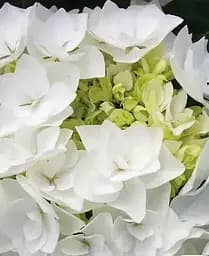 Гортензія Agro-Market Doppio Bianco Hydrangea macrophylla квітуча крупнолиста вазон С15 1 саджанець в упаковці - мініатюра 3