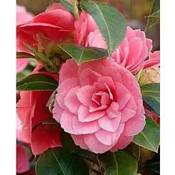 Камелия японская "Princess Baciocchi" (181736) 1 саженец