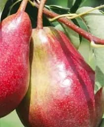 Саджанець Agro-Market Груша Ред Сенсейшн (літній сорт, раніій термін дозрівання) 1 шт. в упаковці (53355)