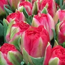 Тюльпан "Pamplona" (99946) 3 шт