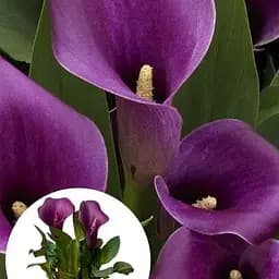 Саженец Agro-Market LMTD Зантедеския Paco калла комнатная 1 шт.