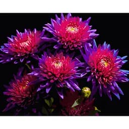 Картина по номерам Strateg Астры на черном фоне 50 х 40 см (AH1298)