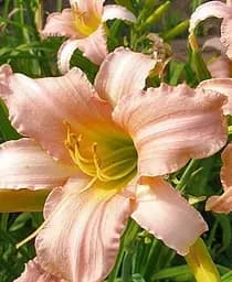 Саженец Agro-Market Лилейник Luxury Lace 1 шт. в упаковке (21302)