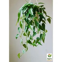 Эпипремнум Agro-Market Cebu Blue 20-30м (188205) 1 саженец в упаковке Нидерланды