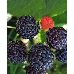 Саджанець Agro-Market Чорна малина Мак Блек (Mac Black) (пізній термін дозрівання, морозостійкий сорт) Корневище 1 шт. (43962)