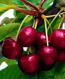 Саженец Agro-Market Вишня Чудо вишня (Брюшня) гибрид черешня + вишня (летний сорт, ранний срок созревания) 1 шт. в упаковке (17576)