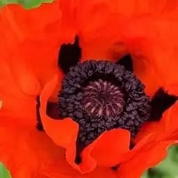 Мак красный Весна 2г (86759)