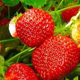 Саджанець Agro-Market Полуниця Полка (пізній термін дозрівання) 5 шт. в пакуванні (23398)