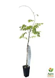 Гліцинія 3-х річна японська "Альба'' (Wisteria chinensis Longissima Alba) С2 висота саджанця 60-100см (185368) 1 саженец Нідерланди - мініатюра 2