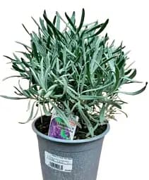 Лаванда Agro-Market Angustifolia кімнатна англійська 2-річна 20-30 см з Нідерландів 1 саджанець в упаковці (178218) - мініатюра 3