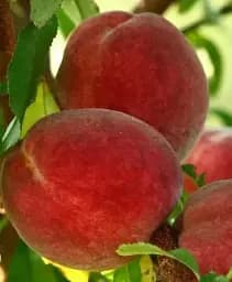 Саджанець Agro-Market Персик Спрінг Хрест 1 шт. в упаковці (25751)