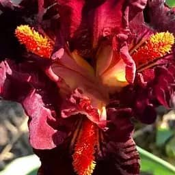 Ирис карликовый "Mordor" (183821) 1 шт