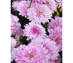 Саджанець Agro-Market Аргірантемум Double Pink (контейнер № 10 висота 15 см) (50332) 1 шт. в упаковці