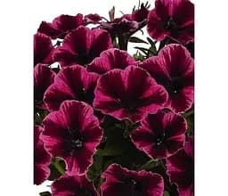 Саджанець Agro-Market Петунія ампельна Sweetunia Miss Fantastic (контейнер № 10 висота 10-15 см) (85400) 1 шт. в упаковці