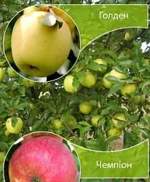Саджанець Agro-Market Дерево-сад Яблуня Голден+Чемпіон 1 шт. в упаковці (182774)